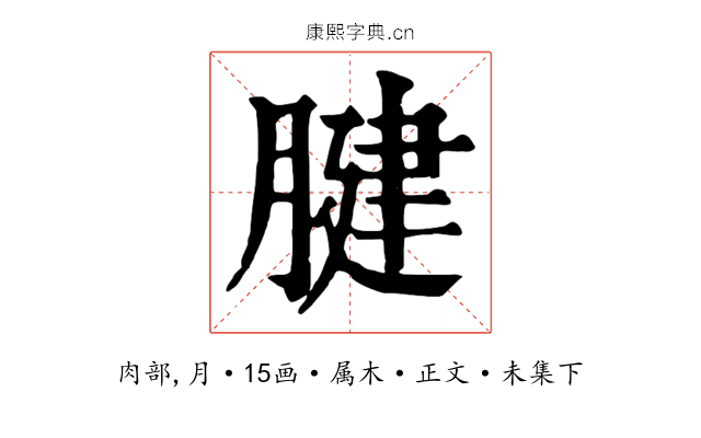 腱