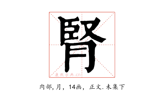 腎