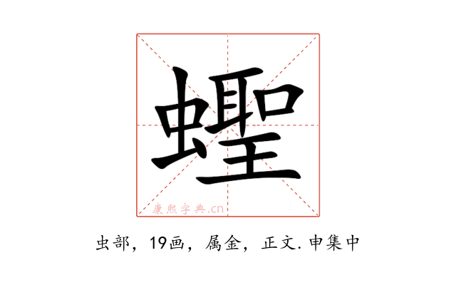 蟶