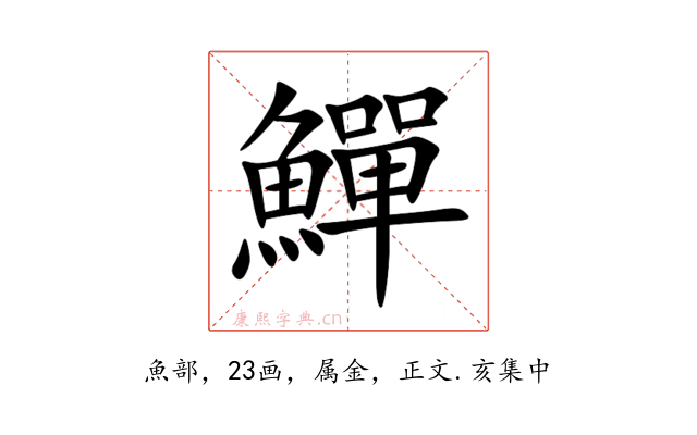 鱓