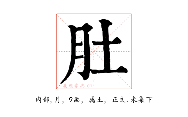 肚