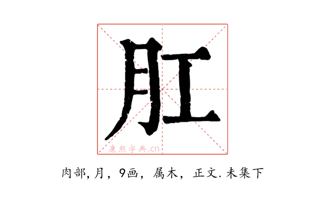 肛