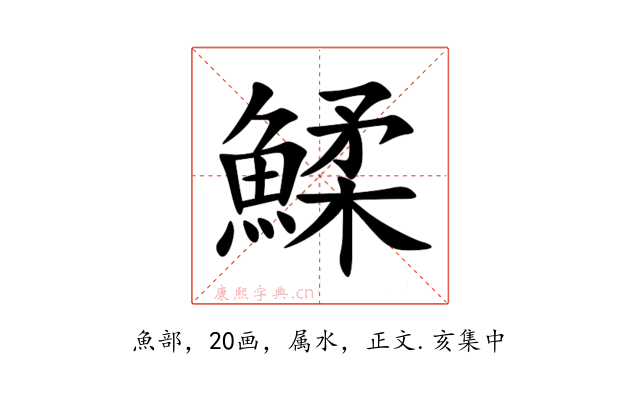 鰇