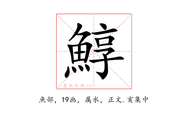 鯙