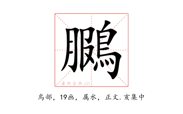 鵩