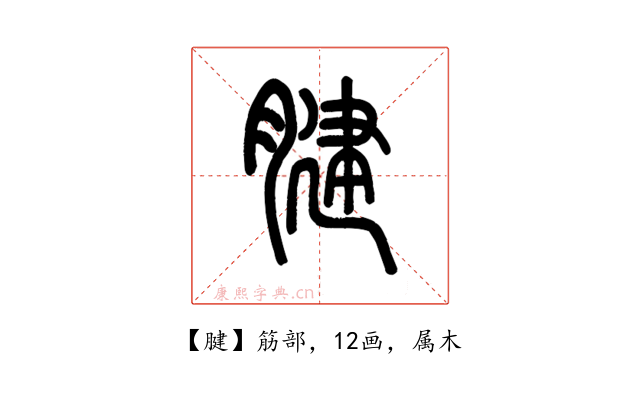 腱
