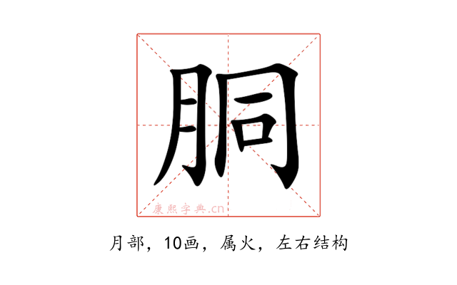 胴