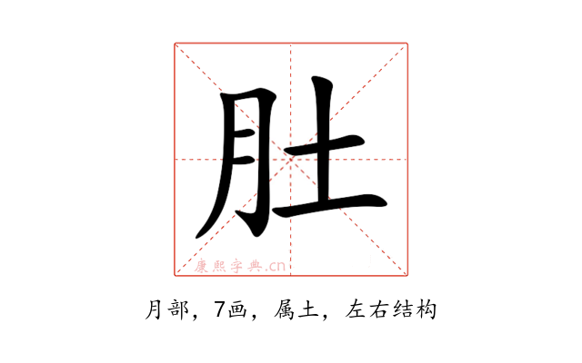 肚