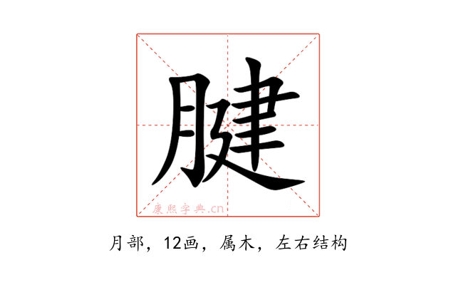 腱