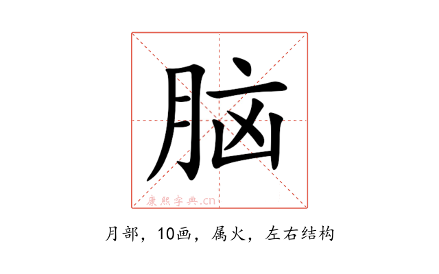 脑