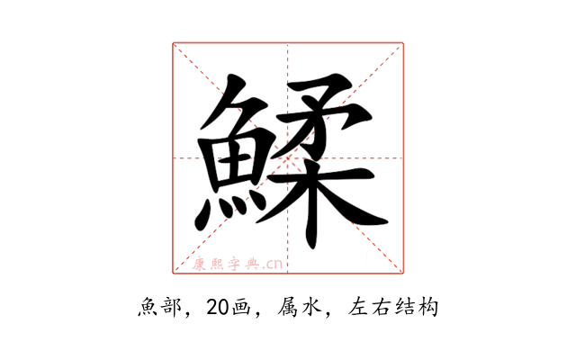 鰇