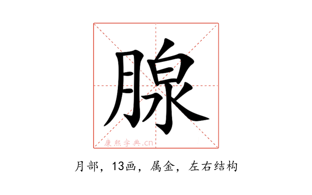 腺