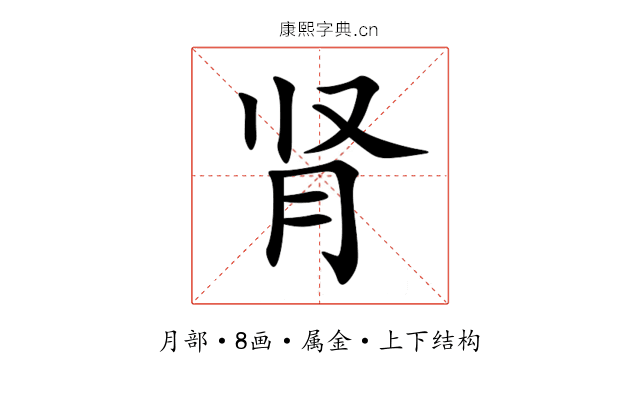 肾 肾