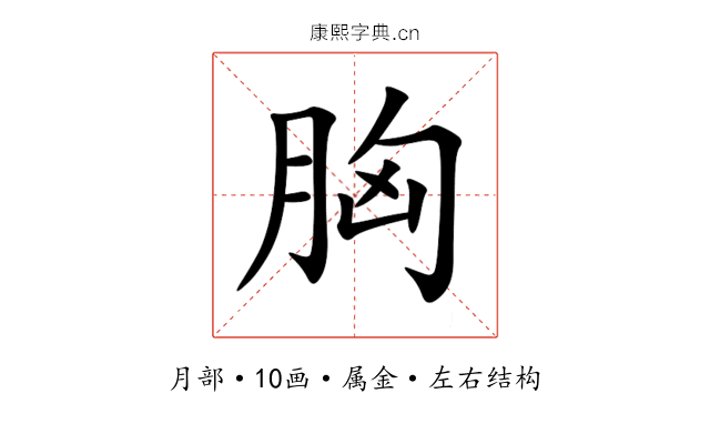 胸 胸