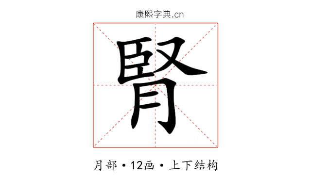 腎 腎