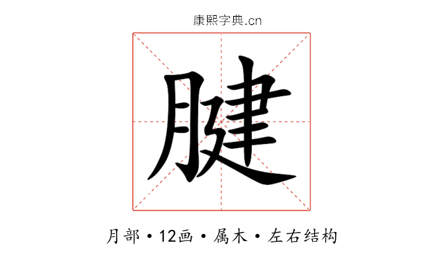 腱 腱