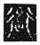 𰳭(传抄·魏·三体石经)